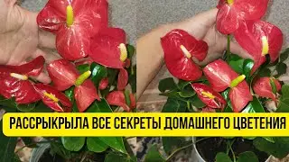 Антуриум уход. Как добиться пышного и непрерывного цветения  в домашних условиях.   