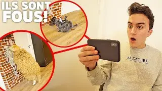 QUE FONT LES ANIMAUX QUAND ILS SONT SEULS CHEZ NOUS ? | Hugoposé