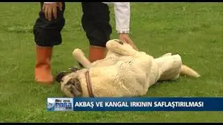 At ve köpek hakkında  herşey ... bu işte para var ... Everything about the horse and dog