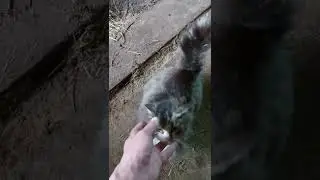 Обход , проверка чистоты в коровнике.