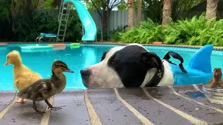 Happy SHARK WEEK 2020 🐶 PitBull 🦈 Mako the Shark and Ducklings 🐥 