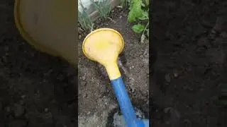 Высадка рассады томатов в открытый грунт. Что кладу в лунку. #томаты