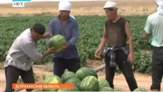 Когда покупать арбузы?