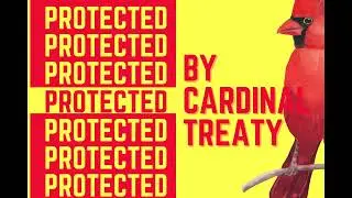 The Cardinal Treaty News 11/22/23