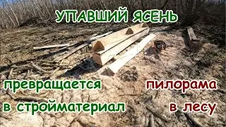 Упавший ясень превращается в строительный материал."Пилорама."