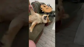 Вставай хватит спать🐕