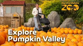 Explore Pumpkin Valley at Hertfordshire Zoo! 🎃