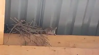 Белка с бельченком