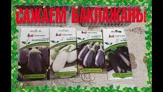 БЫСТРАЯ И ЛЁГКАЯ ПОСАДКА БАКЛАЖАН СЕМЕНА ПАРТНЕРа