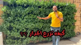 بطريقة مبتكرة جداً لاستغلال المساحات || زراعة الجدار بالنعناع بسهولة جداً