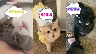 MEOW!| Cats meowing so innocently | Watch these cute cats trying to talk | Cute Pets Kingdom
