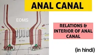 Anal Canal - 1 | Interior of Anal Canal