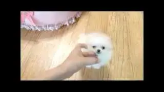 so cute teacup pomeranian puppy for sale
