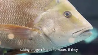 Why do fish live in water?