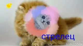 Кошачий гороскоп