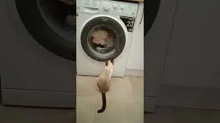 Кошка стирает 🐱