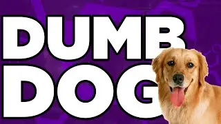 MY DUMB DOG!