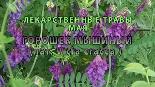Лекарственные растения мая 