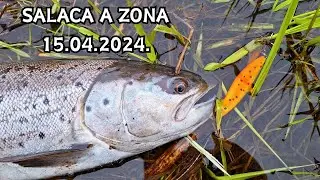 Salaca neliek vilties! Ļoti stiprs vējš liek meklēt jaunas vietas! Sapali un taimiņi!