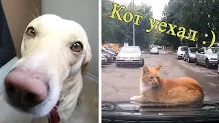Кот решил уехать...