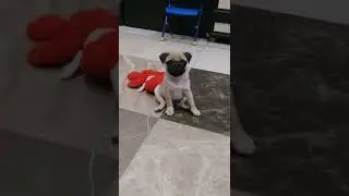 Мопс щенок АПЕЛЬСИНОВЫЙ ШАРМ ХРУСТАЛЬНЫЙ ЛОТОС 😚