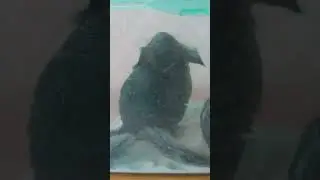 Что можно давать шиншиллам. Лакомства для шиншилл? #shorts