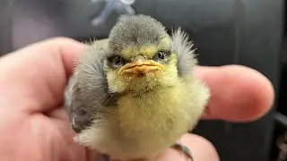 ￼￼ Синичка ￼🐥