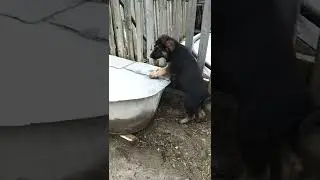 Будущий муж Багиры🤭🤭🤭!!! Герцог!!! Герц!!! Герцуня!!!