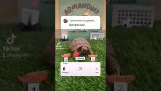 🔴BOLOGNA-LAZIO🔵 #bologna #lazio #calcio #turtle #football #fantacalcio #seriea #soccer #dazn