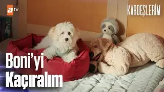 Emir'in en büyük zaafı ''Boni'yi'' kaçırırken... - Kardeşlerim 51. Bölüm