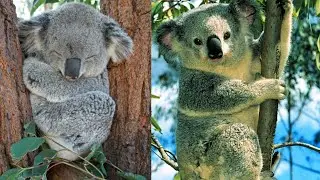 Adorable Animals That Are Actually Deadly