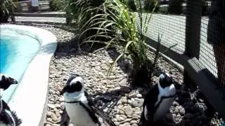 Penquins attacks camera
