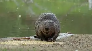 Бобр выходит на берег. Залипательное видео