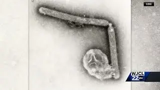 'It could happen very quickly': CDC sounds alarm on avian flu strain; Doctors discuss concerns