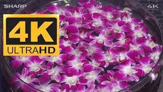 SHARP DEMO 4K HDR (60FPS) THAILAND NATURE
