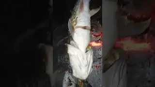 Bakar Ikan Hampala Monster Buat Sahur