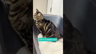 Stay on top of your cat's health with Genius Litter!