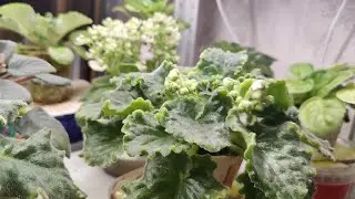 Обзор фиалочной полки, новые детки, стартеры