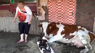 Ура!!! Ребина отелилась. Тяжелые роды у первотелки. Крупный теленок. Помощь при отеле.