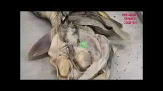 PREGNANT FEMALE DOGFISH an ovovivparous shark