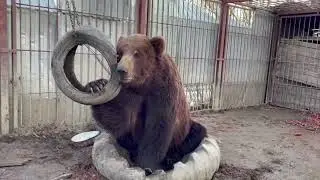 Чемпик и покрышка