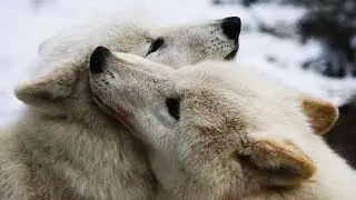 Мой ласковый и нежный зверь