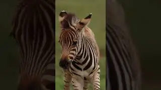 Baby Zebra