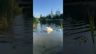 Белоснежный лебедь Лёня наслаждается первыми лучами солнца 💞🦢🙌