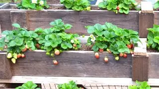 Why do you have to prune your strawberry plants