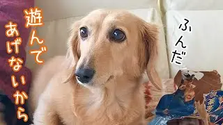 ぶちぎれる愛犬のかわいすぎる怒り方　ダックスフンド