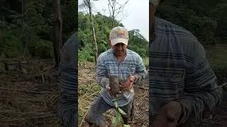 SIEMBRA DE MARACUYÁ.