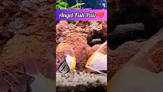 Angel Fish Pair💞#shorts