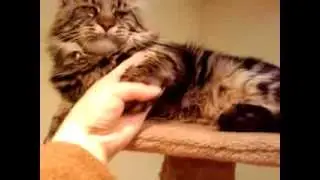 Злой мейн кун. Angry maine coon