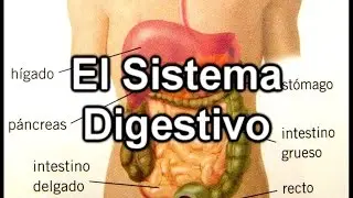 tu sistema digestivo está funcionando adecuadamente?